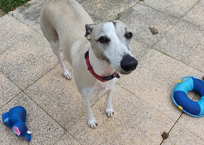 Apartamento Au Calme Sur Jardin Saint-Sulpice-de-Royan