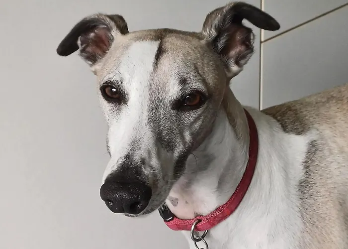 Au Calme Sur Jardin * Saint-Sulpice-de-Royan